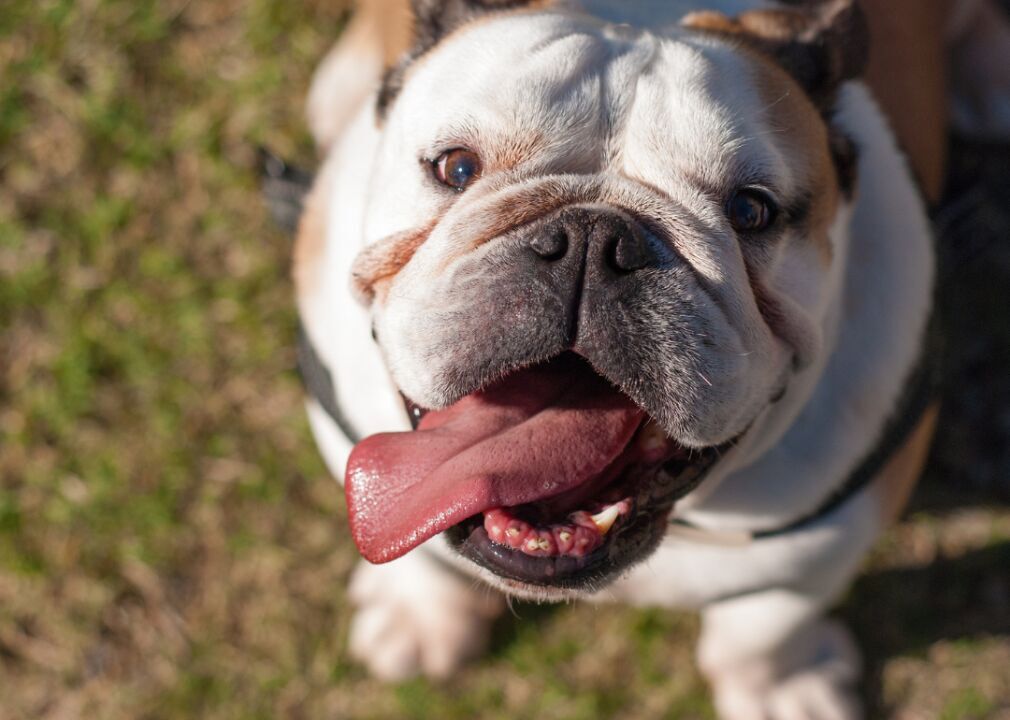 #3. Bulldogs